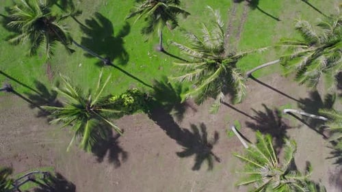 Palm Trees from Above on Green Tropical Island