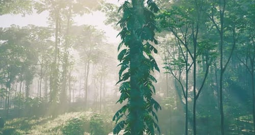 Sunlight Filters Through a Vibrant Forest Filled with Lush Greenery and Trees