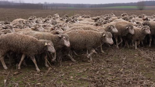 Large Flock of Sheep Moving Through Rural Field