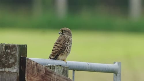 Common Kestrel Bird Sitting On Steel Fence With Blurred Green Background. - close up