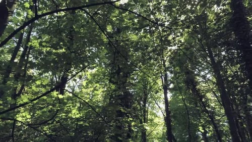 Sunlight Through The Tall Lush Trees In The Forest At Summer - dolly shot (backward)