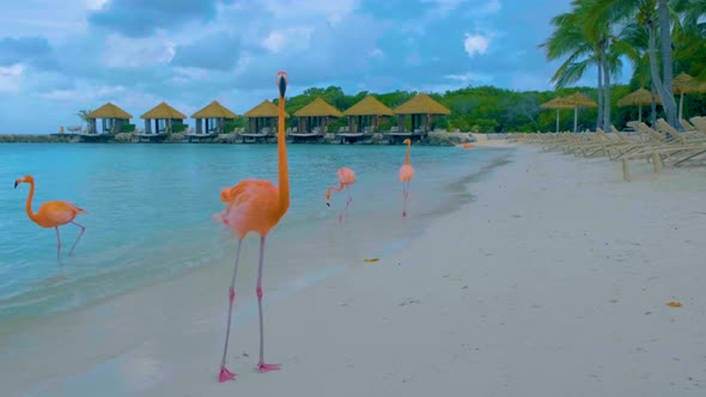 Playa de Aruba con flamencos rosados en la playa Flamingo en la ... Playa de Aruba con flamencos rosados en la playa Flamingo en la ...