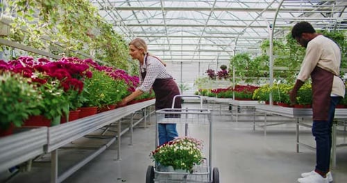Front Camera View of Woman Pushing Trolley Towards Row with Red Flowers Female Placing One Pot Into