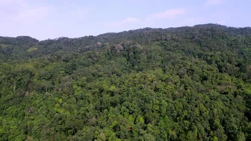 Aerial view ascending the tropical rainforest