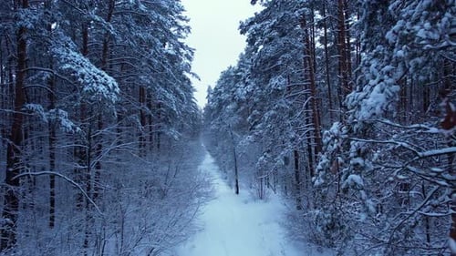 Aerial View Beautiful Snowy Winter Forest Road in Snow Wintertime Frosty Morning Travel Concept