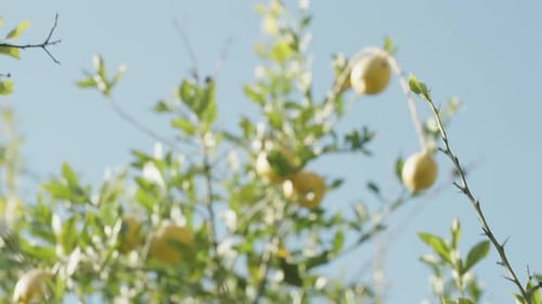 Fruits of Lemon High on the Tree Against the Bright Blue Sky.