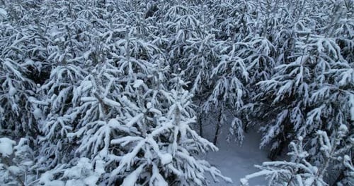 Images aériennes de la forêt de sapins d'hiver