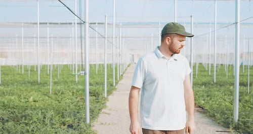 Farmer Walking in Large Greenhouse Inspecting Crops