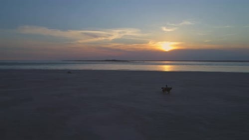 Aerial orbit, drone shot around a man and a woman riding horses, on a beach, while waves hit the coa