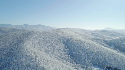 Aerial View of a Frozen Forest with Snow Covered Trees at Winter Flight Above Winter Forest Aerial