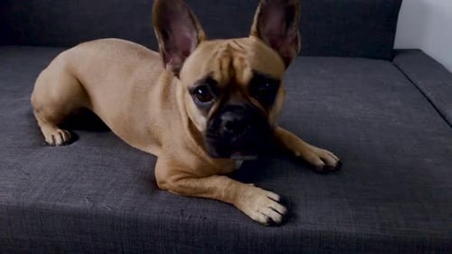 French bulldog face close-up. Pet at home look at something