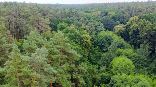 Summer green trees of forest background. Beautiful panoramic view over the tops of mixed trees.