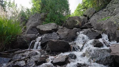Gentle Forest Waterfall Framed By Towering Trees And Vibrant Greenery Around