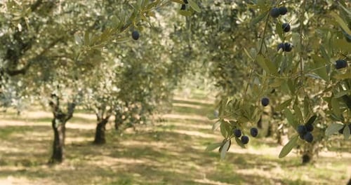View of an olive grove before harvesting olives, with the branches of trees full of ripe olives fo