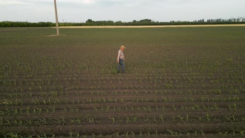 Side view of senior farmer walking in corn field examining crop in his hands at sunset.
