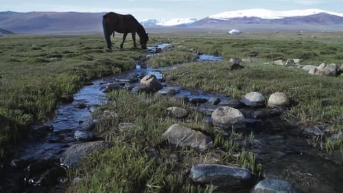 Horse of nomadic Mongolian tribe drinking from stream, Altai mountains wilderness