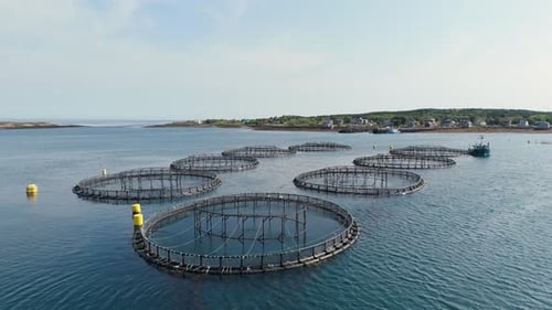 Aerial Drone Image Of Salmon Fish Farming In Blue Waters Of Nova Scotia Canada