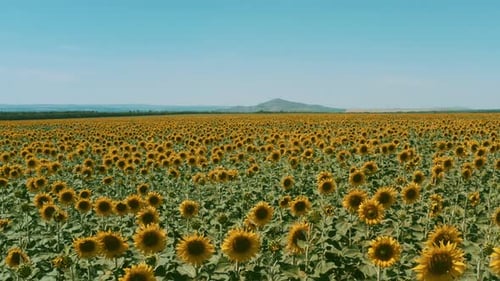 Aerial Photography Of A Blooming Field