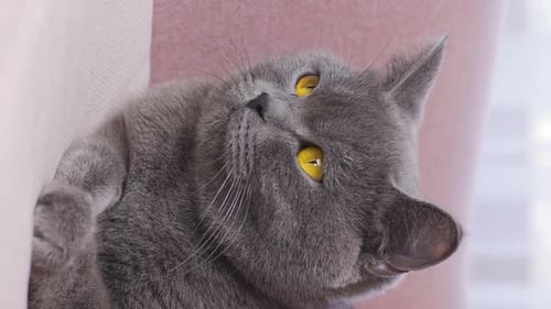 Beautiful Gray Cat Relaxing Indoors Close-Up