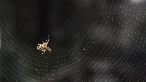 A common garden spider in the process of spinning a web.