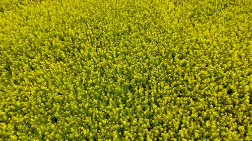 Yellow Rapeseed Field with Blooming Canola Flowers