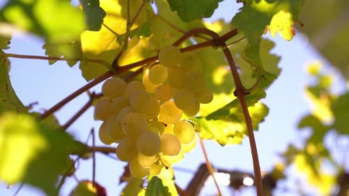 Ripe Grapes on the Vine in Sunlight