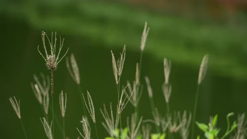 The grass sways gently in the wind, viewed up close