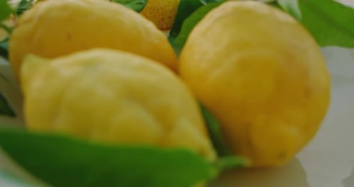 Close view of ripe lemons with lush leaves in a bowl. Vibrant citrus fruits rest amidst green foliag