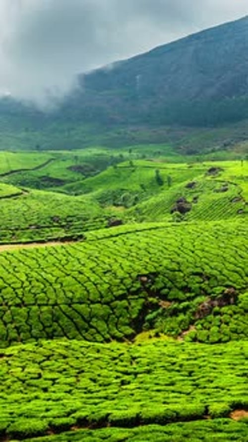 Chronologie des plantations de thé vert à Munnar, au Kerala, en Inde