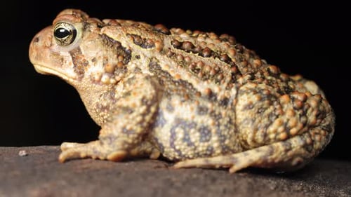 Close-up shot of an American Toad