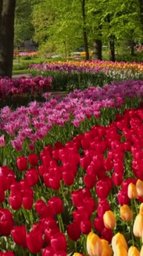 Blooming Tulips Flowerbed in Keukenhof Flower Garden Netherland