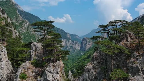Pine Tree on the Rocks Mountains Landscape