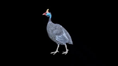 Guineafowl Idle 2