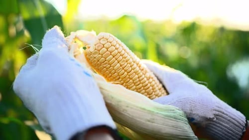 Gloved Hands Peeling Corn Cob in Rural Field