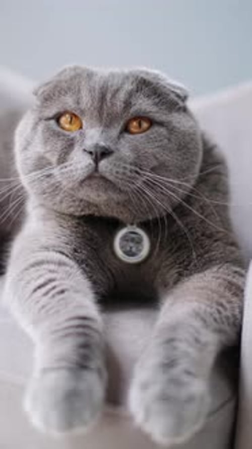 Gray Long Haired Cat Relaxing Indoors