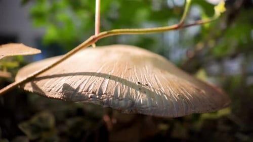 Agaricus, a white-capped mushroom, forest litter