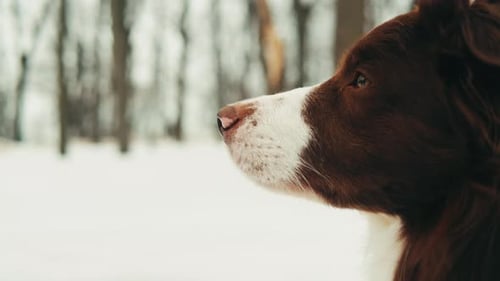 Closeup of Border Collie Among the Snow in the Park Dog Pet Sitting on the Snow Portrait of a The