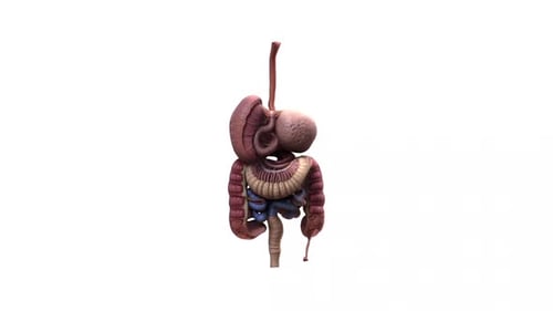 Human Digestive System 3D Anatomy Rotation
