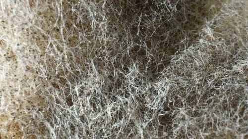 A close-up view of mold and fungus on bread.