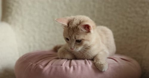 Cute Kitten Lying on Pink Pillow Indoors