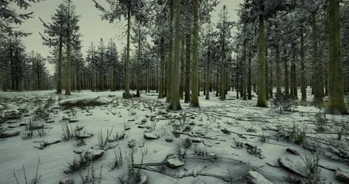 Snow Covered Forest with Tall Trees and Scattered Rocks in Winter Landscape