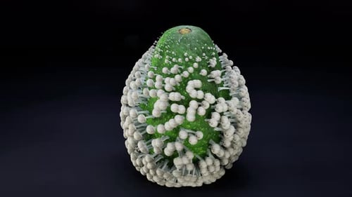 Avocado Consumed by Fungi 3D Biological Animation