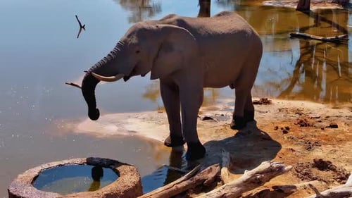 A majestic African elephant drinks from a watering hole on a bright sunny day.