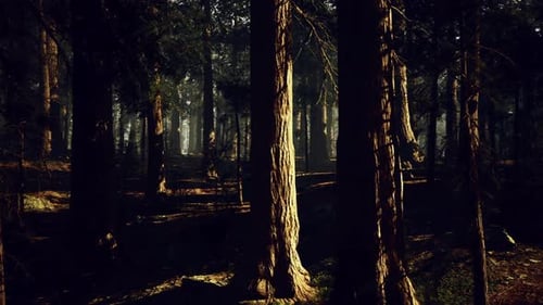 Shaded Forest Interior with Elongated Shadows Creates Introspective Atmosphere