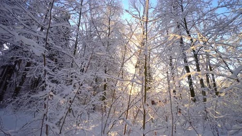 Sun in woods. Sunset Sunlight Shining Through Trees, Forest Landscape.