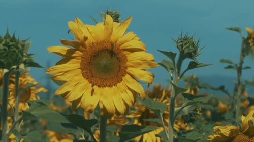 Bees Visiting Sunflowers in Sunny Rural Field