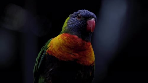 Portrait rapproché du loriquet arc-en-ciel dans une faible profondeur de champ.