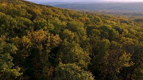 Luftaufnahme eines schönen Herbstbaums, roter, gelber und grüner Wälder