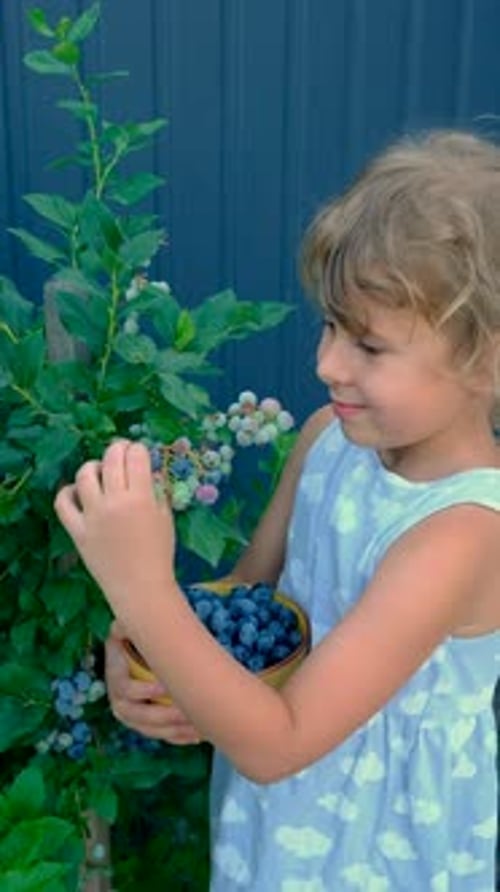 Blueberry Harvest in a Child Hands Selective Focus
