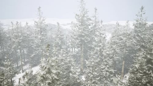 A Serene Winter Forest Landscape with a Blanket of Snow